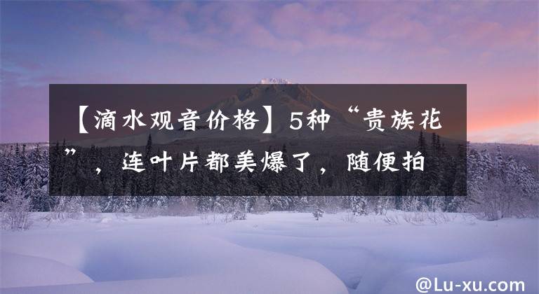 【滴水观音价格】5种“贵族花”,连叶片都美爆了,随便拍张照片,就是一幅名画