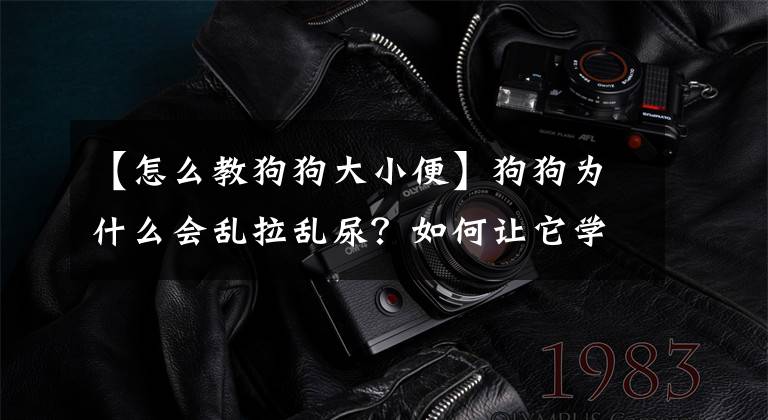 【怎么教狗狗大小便】狗狗为什么会乱拉乱尿?如何让它学会定点大小便?6步训练就到位