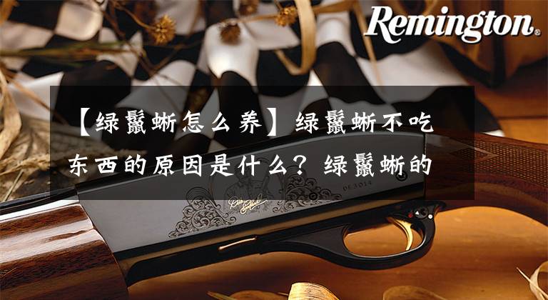 【绿鬣蜥怎么养】绿鬣蜥不吃东西的原因是什么？绿鬣蜥的喂食五要点