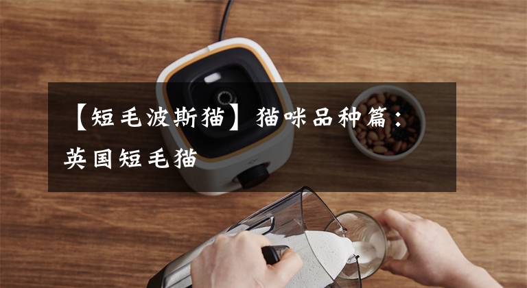 【短毛波斯猫】猫咪品种篇:英国短毛猫