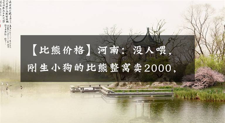 【比熊价格】河南：没人喂，刚生小狗的比熊整窝卖2000，大姐：养不活的我不卖