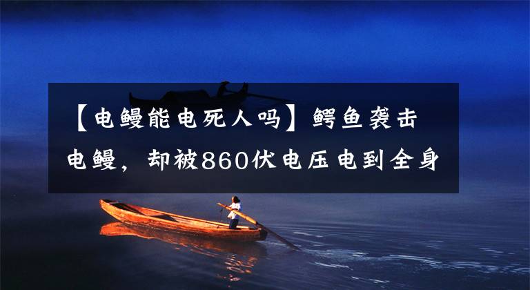 【电鳗能电死人吗】鳄鱼袭击电鳗，却被860伏电压电到全身抽搐，电鳗为何能放高压电