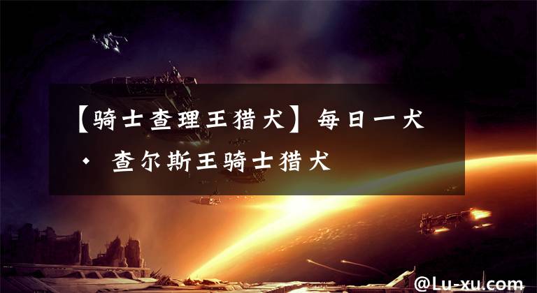 【骑士查理王猎犬】每日一犬 · 查尔斯王骑士猎犬