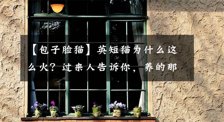 【包子脸猫】英短猫为什么这么火?过来人告诉你,养的那叫一个省心