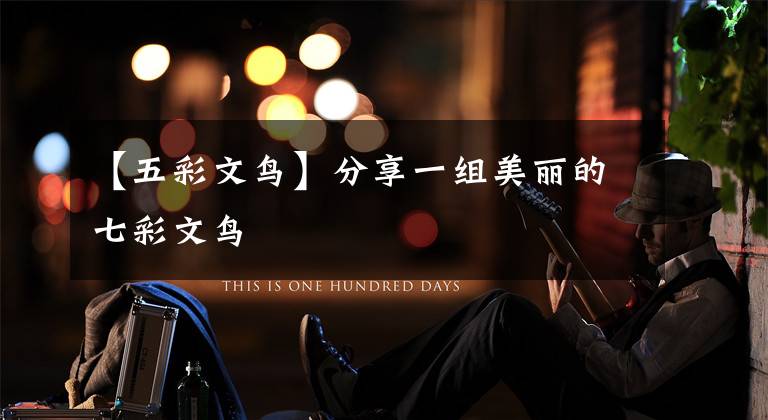 【五彩文鸟】分享一组美丽的七彩文鸟