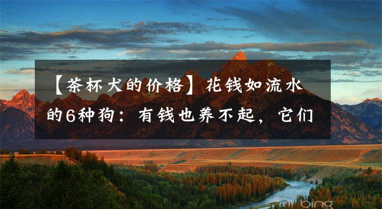 【茶杯犬的价格】花钱如流水的6种狗：有钱也养不起，它们的高消费你想都想不到