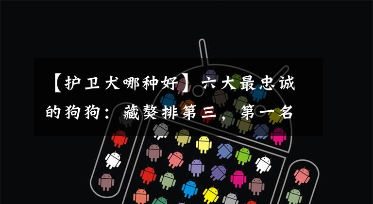 【护卫犬哪种好】六大最忠诚的狗狗:藏獒排第三,第一名以护主著称