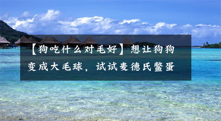 【狗吃什么对毛好】想让狗狗变成大毛球，试试麦德氏鳖蛋爆毛卵磷脂