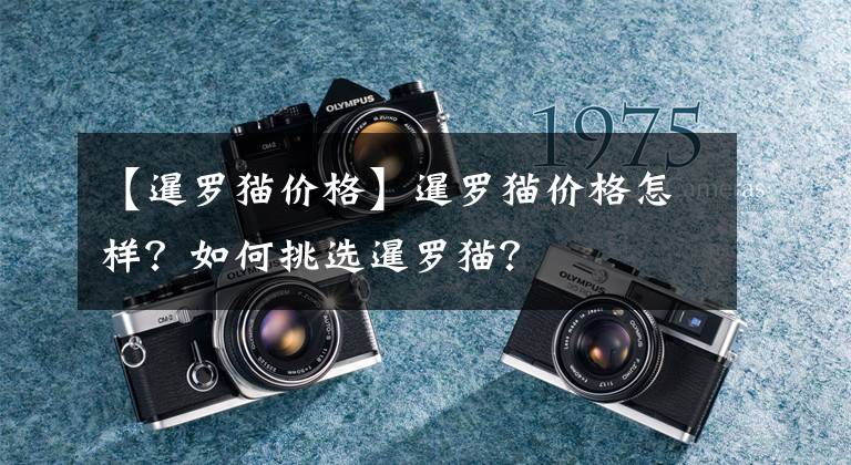 【暹罗猫价格】暹罗猫价格怎样？如何挑选暹罗猫？