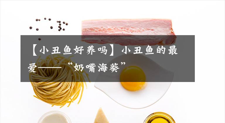 【小丑鱼好养吗】小丑鱼的最爱——“奶嘴海葵”