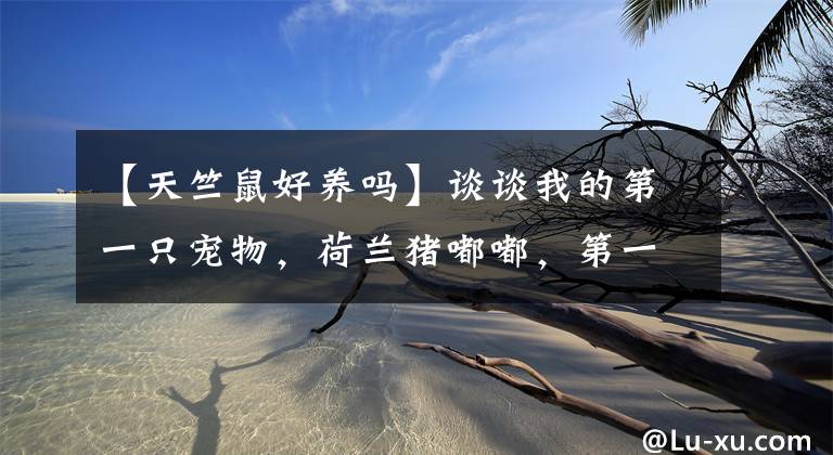 【天竺鼠好养吗】谈谈我的第一只宠物，荷兰猪嘟嘟，第一次养宠你养了什么？