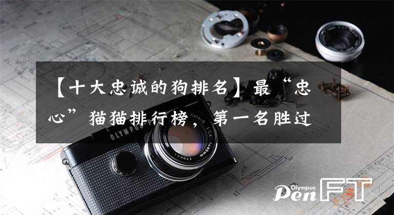 【十大忠诚的狗排名】最“忠心”猫猫排行榜，第一名胜过狗狗，网友：养到就是赚到