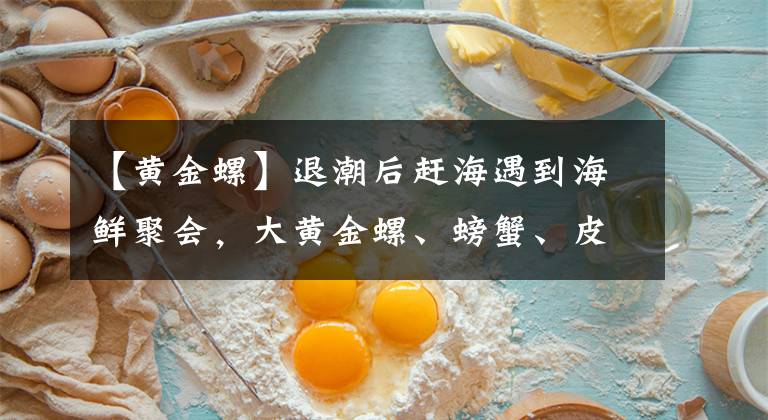 【黄金螺】退潮后赶海遇到海鲜聚会，大黄金螺、螃蟹、皮皮虾各种鱼货随地捡