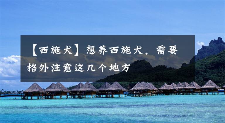 【西施犬】想养西施犬，需要格外注意这几个地方