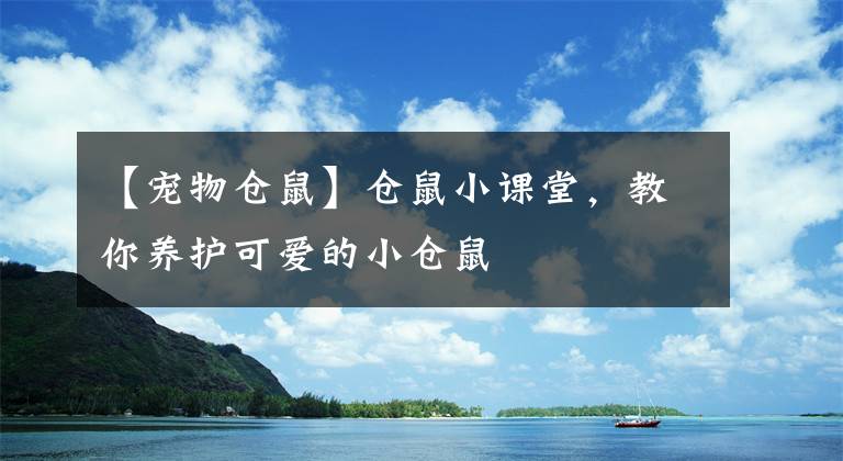 【宠物仓鼠】仓鼠小课堂，教你养护可爱的小仓鼠
