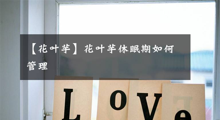 【花叶芋】花叶芋休眠期如何管理