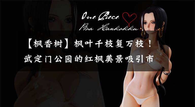 【枫香树】枫叶千枝复万枝！武定门公园的红枫美景吸引市民打卡