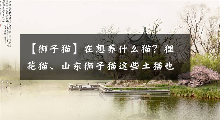 【狮子猫】在想养什么猫?狸花猫、山东狮子猫这些土猫也有不输名猫的颜值