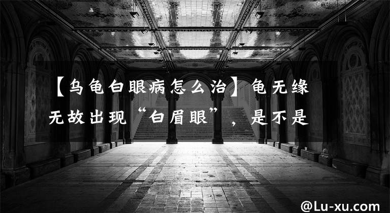 【乌龟白眼病怎么治】龟无缘无故出现“白眉眼”，是不是病了？该怎么办？