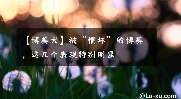 【博美犬】被“惯坏”的博美，这几个表现特别明显