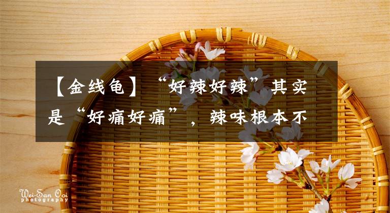 【金线龟】“好辣好辣”其实是“好痛好痛”,辣味根本不存在