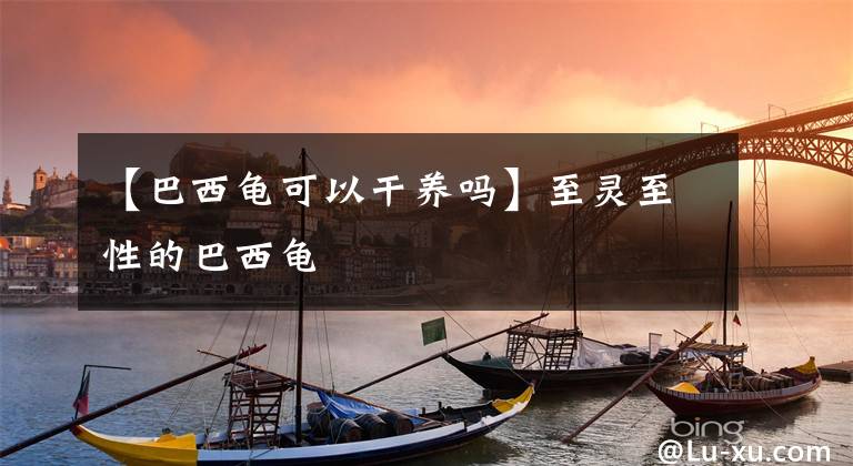 【巴西龟可以干养吗】至灵至性的巴西龟