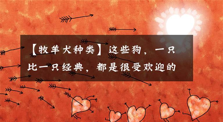 【牧羊犬种类】这些狗,一只比一只经典,都是很受欢迎的犬种