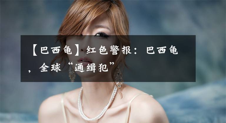 【巴西龟】红色警报:巴西龟,全球“通缉犯”