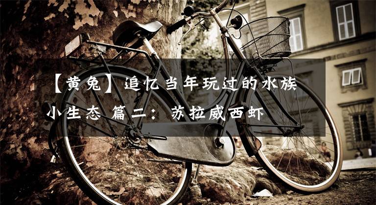 【黄兔】追忆当年玩过的水族小生态 篇二：苏拉威西虾