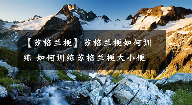 【苏格兰梗】苏格兰梗如何训练 如何训练苏格兰梗大小便