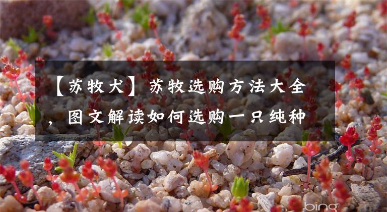 【苏牧犬】苏牧选购方法大全,图文解读如何选购一只纯种苏牧