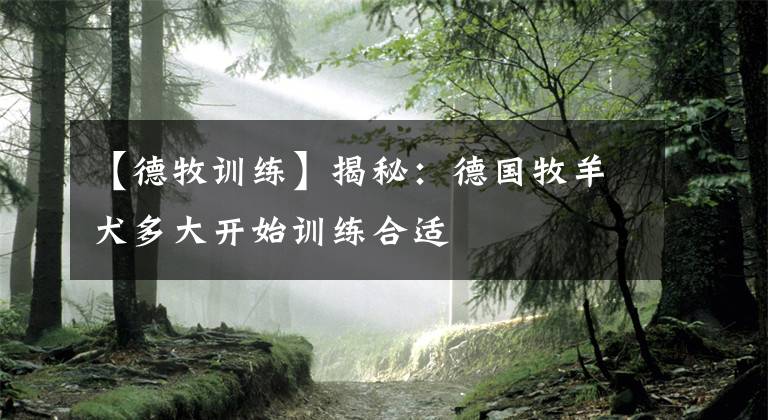 【德牧训练】揭秘：德国牧羊犬多大开始训练合适