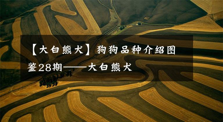 【大白熊犬】狗狗品种介绍图鉴28期——大白熊犬