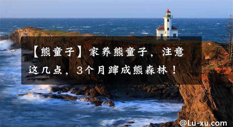 【熊童子】家养熊童子，注意这几点，3个月蹿成熊森林！