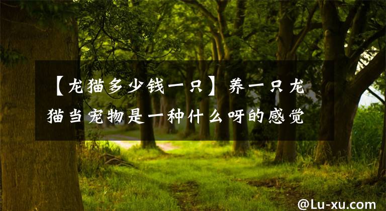 【龙猫多少钱一只】养一只龙猫当宠物是一种什么呀的感觉，需要具备哪些条件呢！