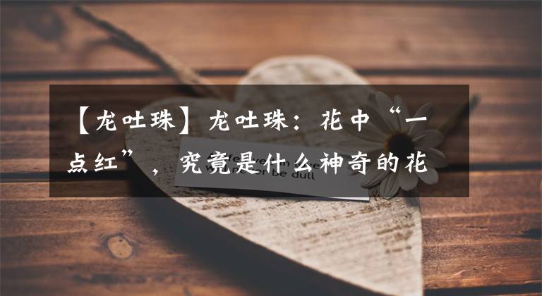 【龙吐珠】龙吐珠:花中“一点红”,究竟是什么神奇的花?