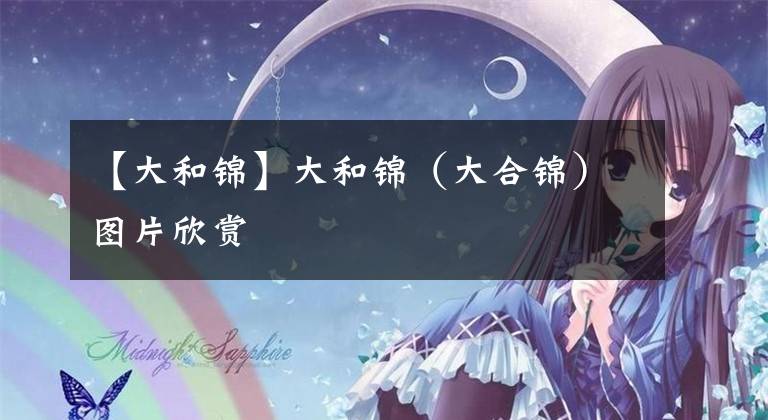 【大和锦】大和锦(大合锦)图片欣赏