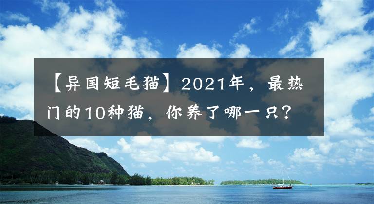 【异国短毛猫】2021年,最热门的10种猫,你养了哪一只?