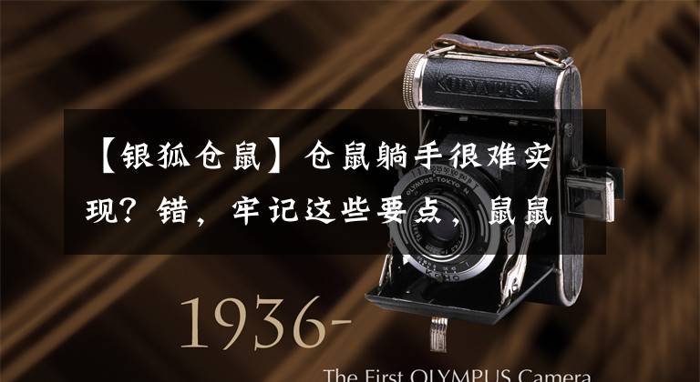 【银狐仓鼠】仓鼠躺手很难实现？错，牢记这些要点，鼠鼠就会主动躺手