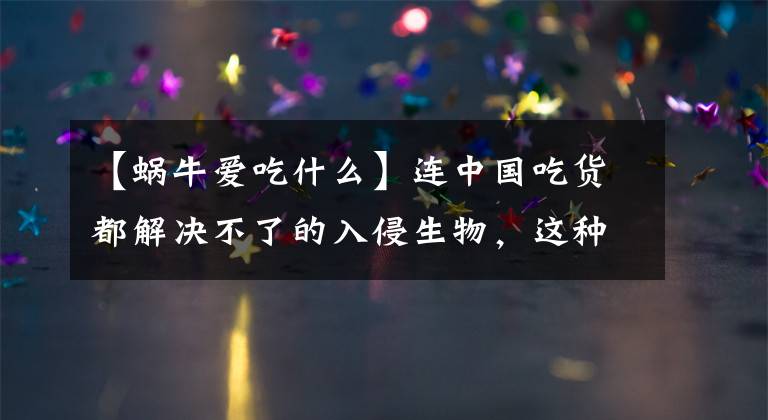 【蜗牛爱吃什么】连中国吃货都解决不了的入侵生物,这种非洲巨型蜗牛如何入侵全球