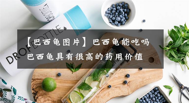 【巴西龟图片】巴西龟能吃吗 巴西龟具有很高的药用价值