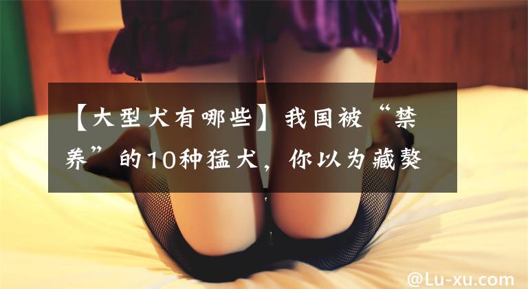 【大型犬有哪些】我国被“禁养”的10种猛犬，你以为藏獒的战斗力真的很弱吗？