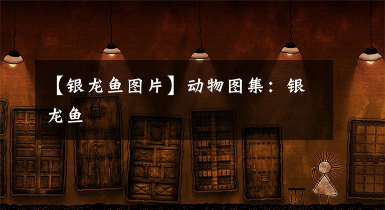 【银龙鱼图片】动物图集：银龙鱼