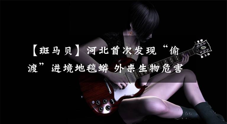 【斑马贝】河北首次发现“偷渡”进境地毯蟒 外来生物危害及盘点