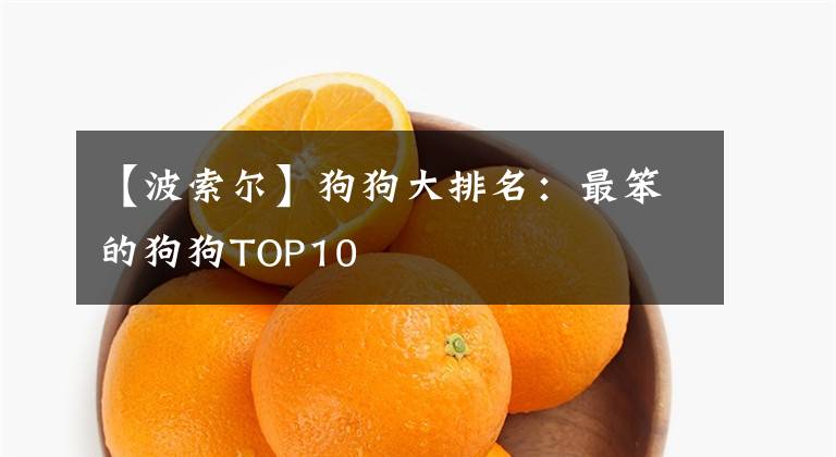 【波索尔】狗狗大排名:最笨的狗狗TOP10