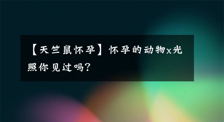 【天竺鼠怀孕】怀孕的动物x光照你见过吗？
