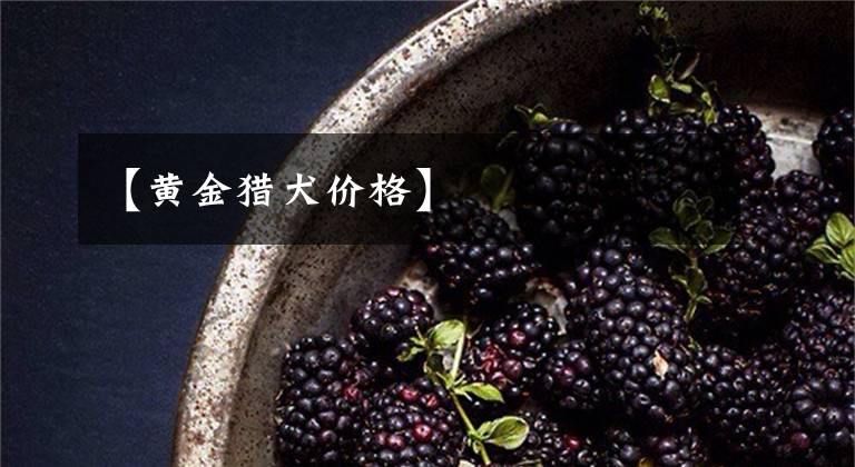 【黄金猎犬价格】