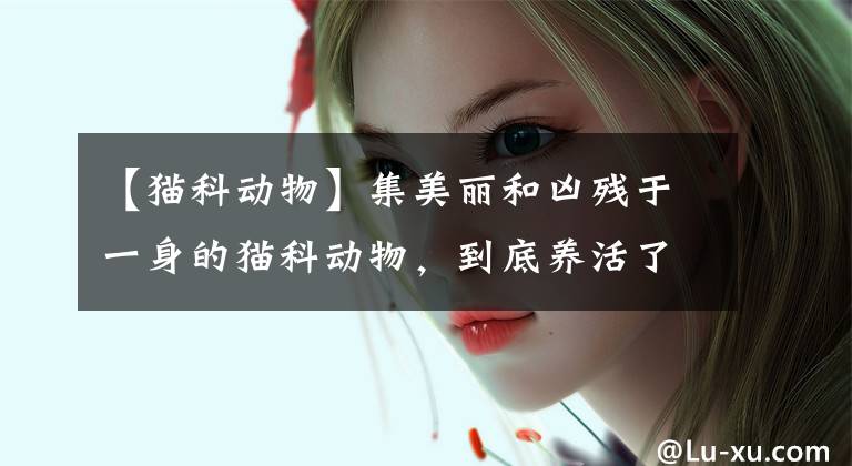 【猫科动物】集美丽和凶残于一身的猫科动物，到底养活了多少生物？