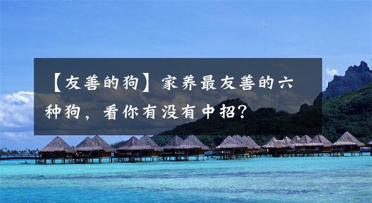 【友善的狗】家养最友善的六种狗，看你有没有中招？