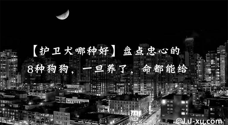 【护卫犬哪种好】盘点忠心的8种狗狗,一旦养了,命都能给你!